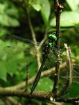 北京蜻蜓目昆虫名录及区系分析