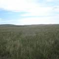 呼伦贝尔草原不同放牧梯度上土壤酶活性的变化