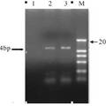 小鼠ISG15基因5′调控区序列的克隆及序列分析 