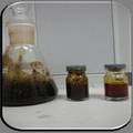 浒苔制备生物柴油的新方法研究