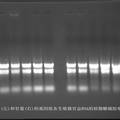 白菜、甘蓝中决定花色等重要性状的F3'H基因的克隆与分析