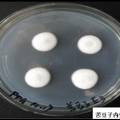 合成喹诺里西啶生物碱的苦豆子内生真菌的分离与鉴定