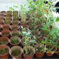 植物用于化学修复受污染土壤的毒性分析