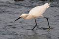 洱海湿地管护政策对水鸟多样性的影响