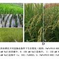 白松根特异启动子PmPsPR10-800驱动TaNHX2基因提高水稻耐盐性研究