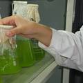 固定化藻平行板式生物反应器深度脱氮和除磷研究