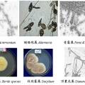 海金沙内生真菌的分离鉴定及其JH001菌    株产红色色素培养条件的研究