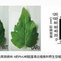 杨树单宁合成途径中关键酶基因LARs的克隆及功能解析