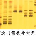 水稻卷叶基因RL11的遗传分析和分子定位