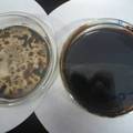 石油降解菌的分离鉴定、降解特性及其开发利用研究