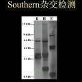 银杏CONSTANS基因的克隆与序列分析