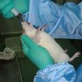 电针对不同血压水平大鼠的镇痛效应观察