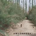 荒漠化地区绿色扶贫开发模式创新--中国-UNDP新疆和田红柳大芸产业开发案例研究