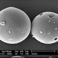 板蓝根挥发油微胶囊的制备及其应用于抗菌织物的研究