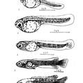 中国叉尾斗鱼的繁殖与品种杂交改良