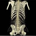 人体脊柱三维交互学习系统