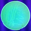 绿色荧光蛋白基因标记净水枯草芽孢杆菌的初步研究