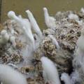 四川乐山地区鸡枞菌培养特性的初步研究