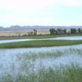 甘肃黑河流域湿地保护的调研报告