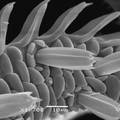 夜蛾科三种重要农业害虫口器感器的超微结构