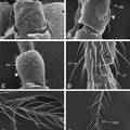 蝎蛉科与蚊蝎蛉科触角感器超微结构比较研究