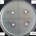 产绿原酸金银花内生菌的分离研究