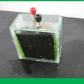 薄型稳压输出微藻太阳能电池