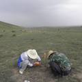 陇东黄土高原天然草地的放牧和其保护