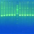 宁德师范学院大学生志愿者DNA指纹图谱制作