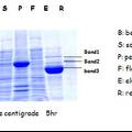 BSK3激酶活性的研究