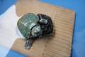 外来种红耳龟与本地种中华条颈龟摄食竞争能力比较研究