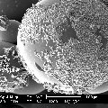 球形改性壳聚糖吸附性树脂的制备及性能