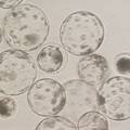 猪卵母细胞孤雌激活中电激活参数及培养体系的研究