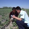 新疆生产建设兵团农八师团场多元化种植对职工收入影响的调查报告