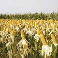 氮肥运筹对晚收夏玉米产量及氮素吸收利用的影响