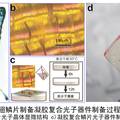 利用结构可控的蛾翅鳞片制备微型光子器件的研究