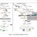 人RNA甲基转移酶hHEN1对miRNAs表达的调控及其意义
