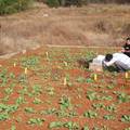红壤坡耕地抗旱措施及其增产效益