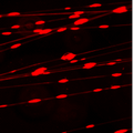 离心静电纺丝法制备有序、交叉及绞线结构的荧光纳米纤维