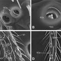 蝎蛉科与蚊蝎蛉科触角感器超微结构比较研究