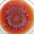 红曲菌菌株的筛选及其色素提取的研究