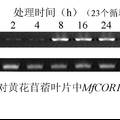 超表达MfCOR1提高转基因烟草抗寒性和生物量