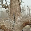 库尔勒香梨树皮形成层温度变化规律研究