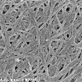 海鞘纳米纤维素的制备