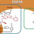 抗糖尿病PDE9A抑制剂的发现研究