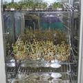 不同落叶提取液对豇豆种子化感效应的研究