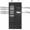 小鼠ISG15基因5′调控区序列的克隆及序列分析 