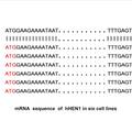 人RNA甲基转移酶hHEN1对miRNAs表达的调控及其意义