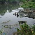 巡司河水质污染现状调研及防治对策