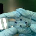 基于微流体芯片的海洋微生物快速定量检测